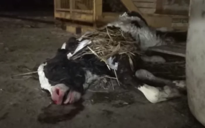 Discarded male calf